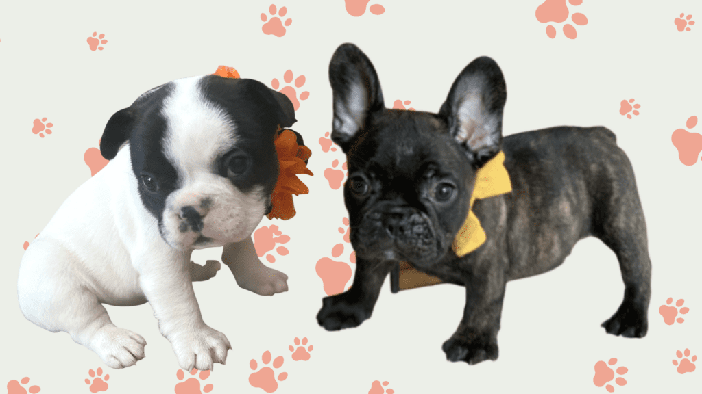 Boulder's Beloved French Bulldogs: A Look into the Frenchie Frenzy of Colorado