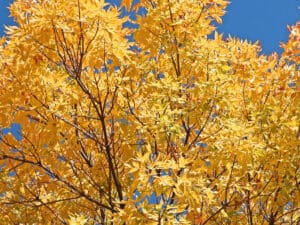 Fall gold ash tree