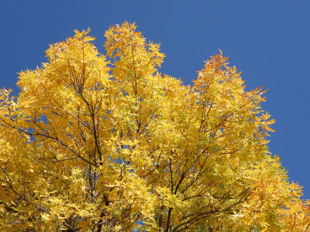 golden ash leaves against a contrasting blue sky. Boulder Fall Ash Tree Gold