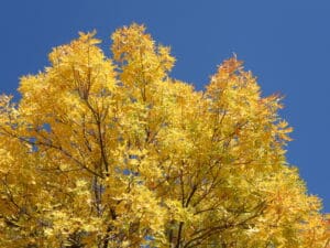 golden ash leaves against a contrasting blue sky