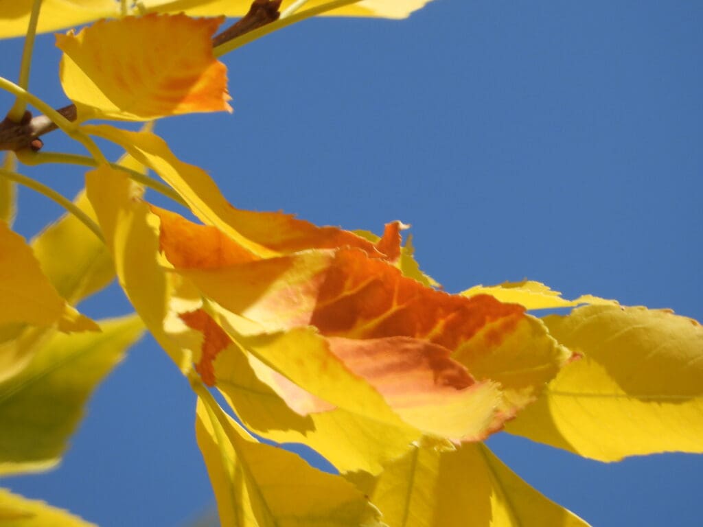 golden ash leaves against a contrasting blue sky. Boulder Fall Ash Tree Gold