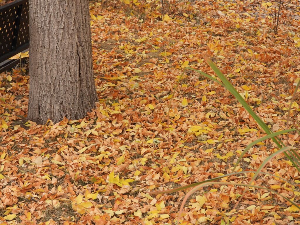 Boulder's Golden Ash Carpet leaves on the ground. 