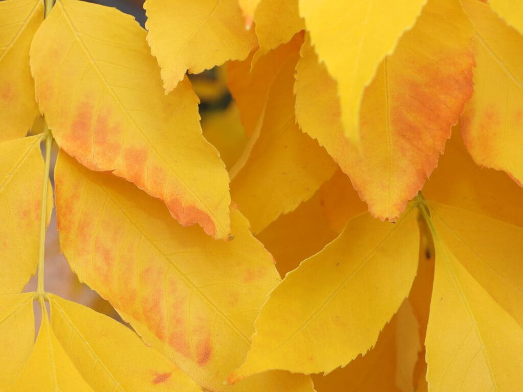 Boulder's Golden Ash Carpet leaves on the ground. 