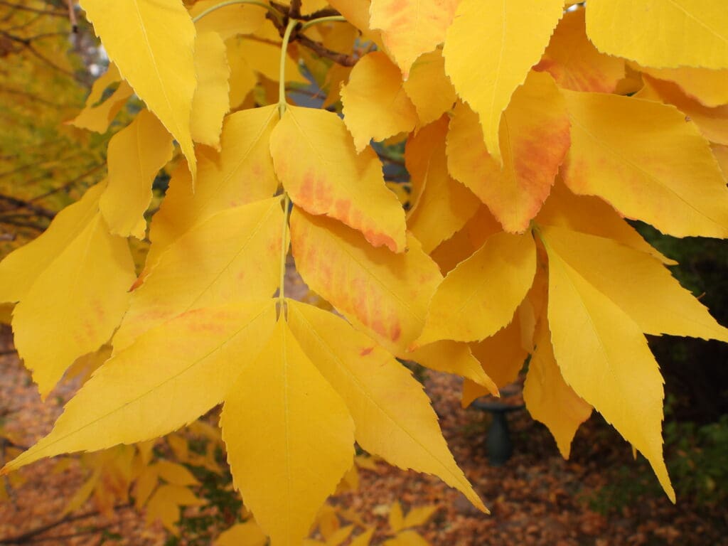 Boulder's Golden Ash Carpet leaves on the ground. 