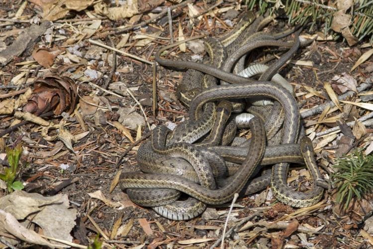 Preparing for Winter: The Fall Hibernation of Snakes in Boulder, Colorado