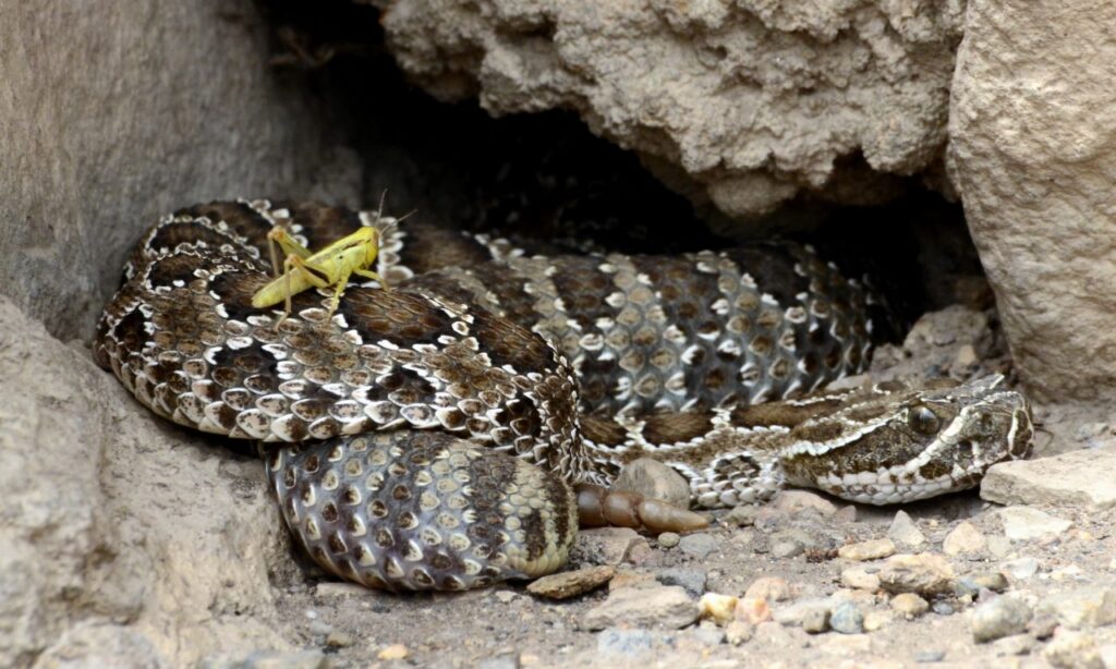 Preparing for Winter: The Fall Hibernation of Snakes in Boulder, Colorado