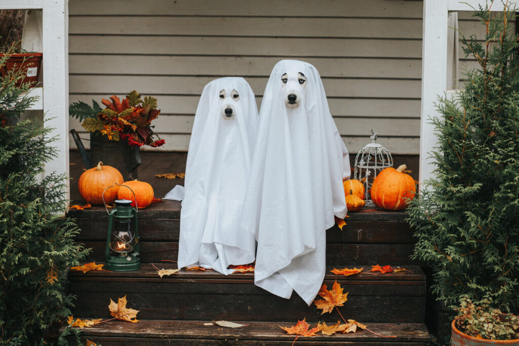 Spooky and Sustainable: Last Minute Halloween Costume Ideas for Boulder, Colorado