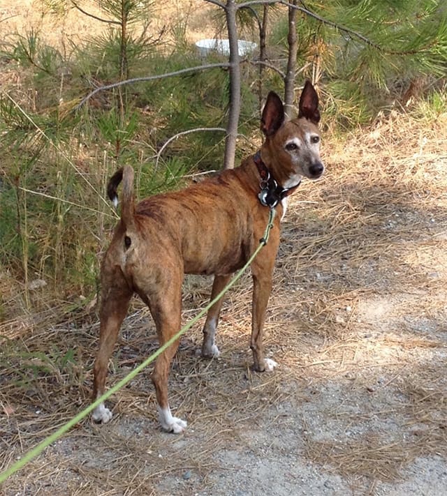 _Mountain_Cur:_Uncovering_the_Secrets_of_Boulders_Forgotten_Canine_Breed