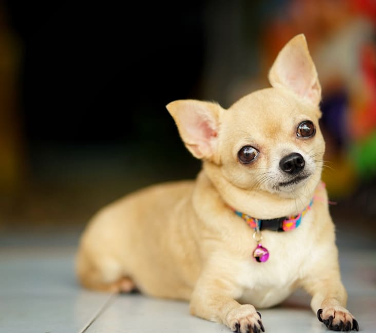 The_Tiny_Treasures_of_Boulder:_Exploring_the_Charming_Chihuahua_Dogs_of_Colorado