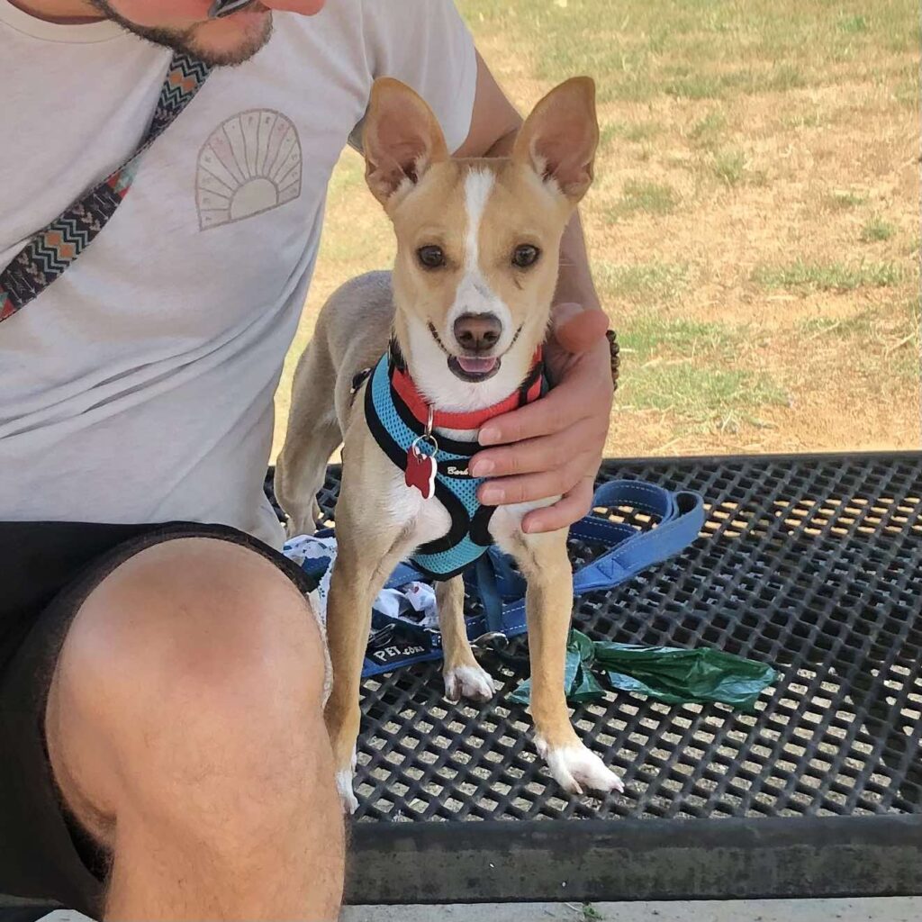 The Tiny Treasures of Boulder: Exploring the Charming Chihuahua Dogs of Colorado