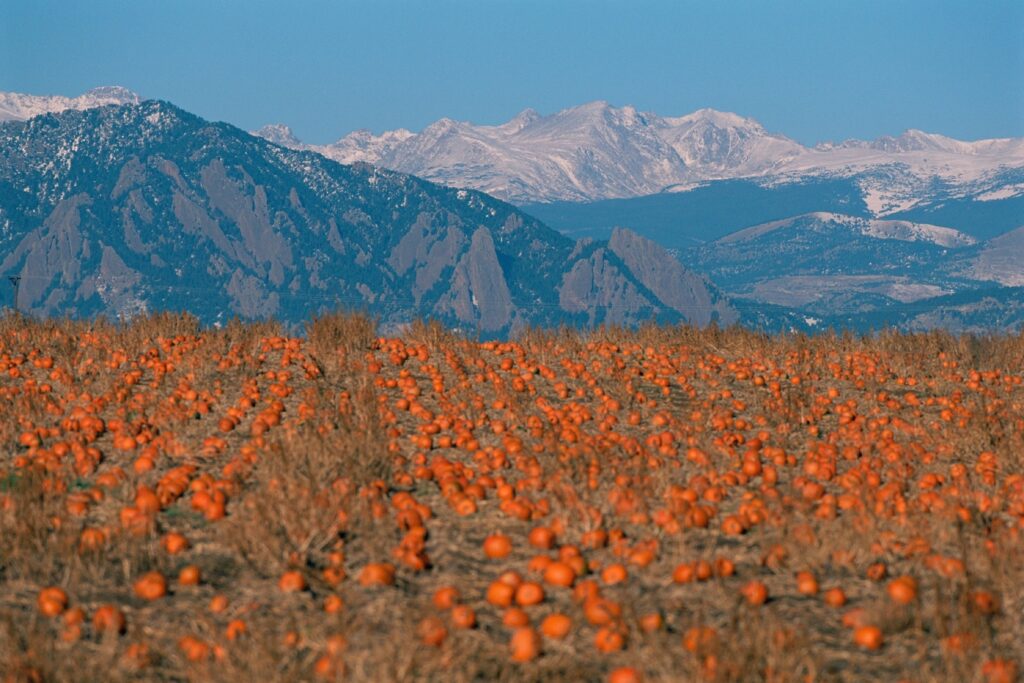 The Ultimate Guide to Finding the Best Pumpkin Patches in Boulder, Colorado