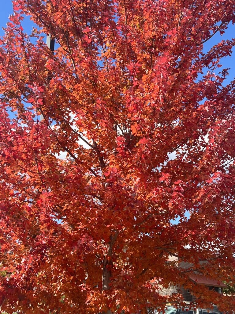 Boulder's Arboreal Beauty: Fall Maple