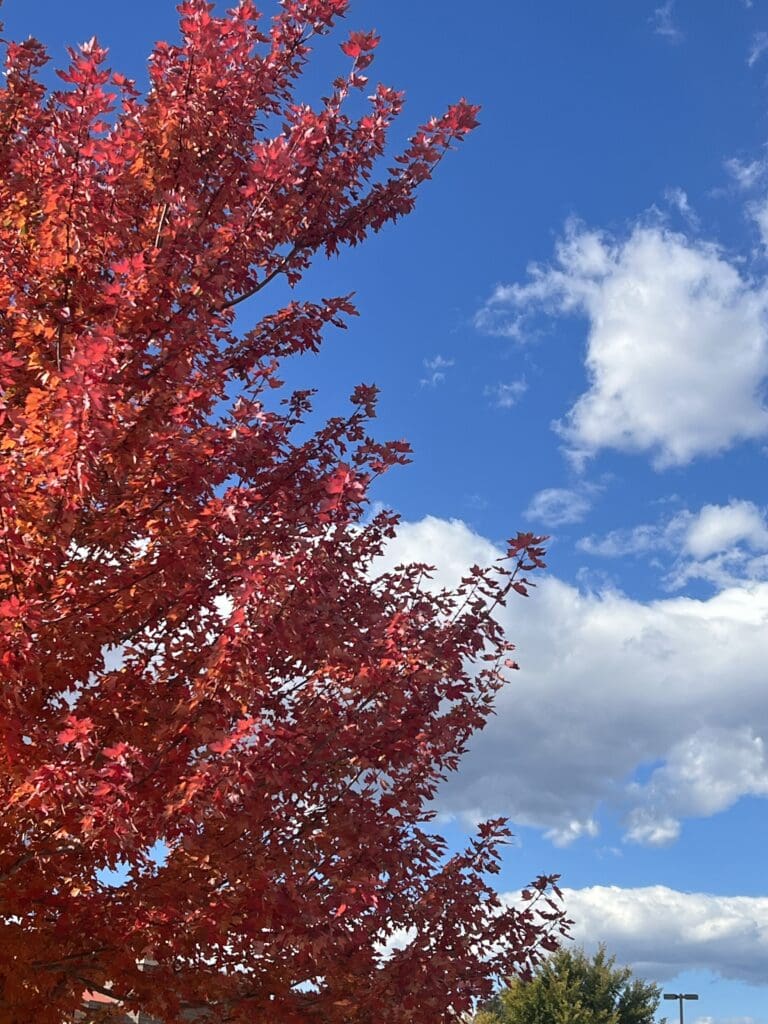 Boulder's Arboreal Beauty: Fall Maple