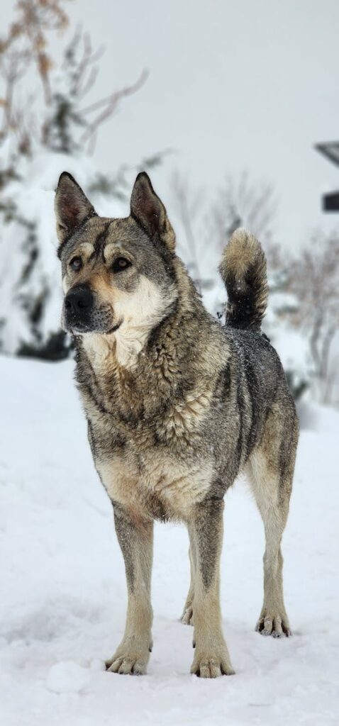 Bandiera Norwegian Elkhound 28x38 Cm - Doppia Faccia, Poliestere Resistente, Fatta In USA