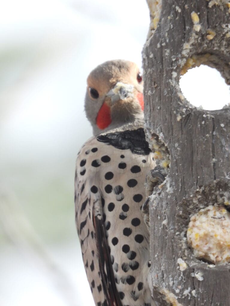 Boulder Backyard famous beakless flicker