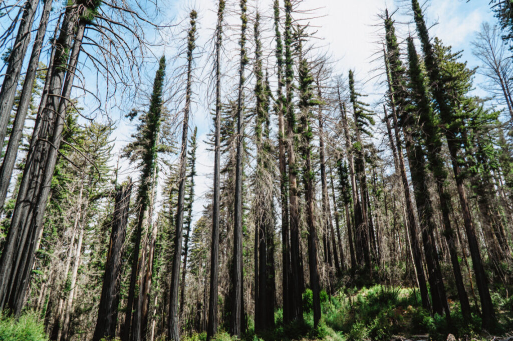 Exploring_the_Hidden_Gems_of_the_Boulder_Creek_Path:_A_Locals_Guide_to_Must-See_Spots_and_Insider_Tips