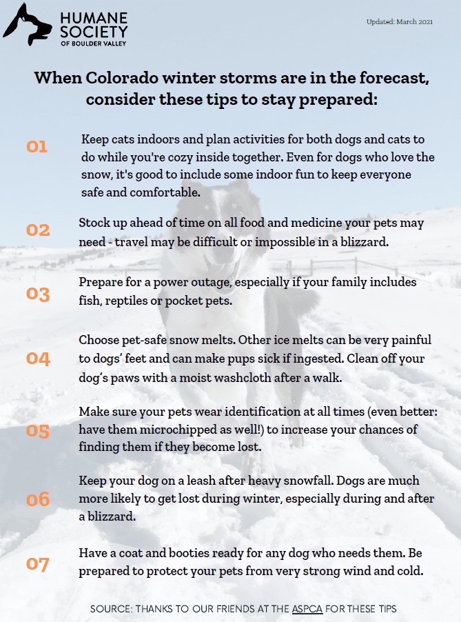 Preparing Your Pup for a Winter Wonderland: Tips for Getting Your Dog Ready for the Cold in Boulder, Colorado