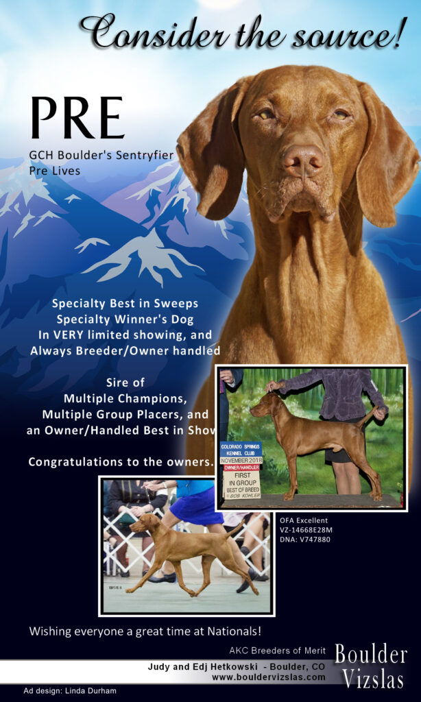 The Vizsla: Boulder's Beloved Canine Companion