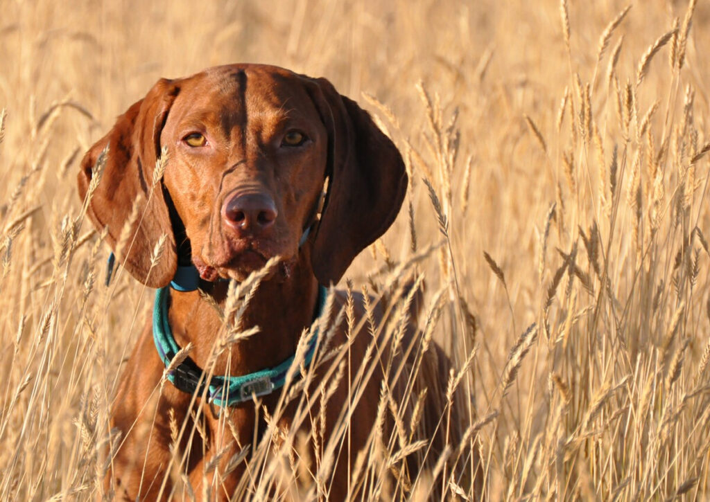 The Vizsla: Boulder's Beloved Canine Companion