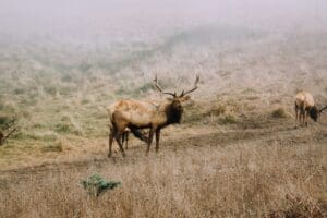 Empowering Rangers with Wildlife Management Software for Conservation -AboutBoulder.com