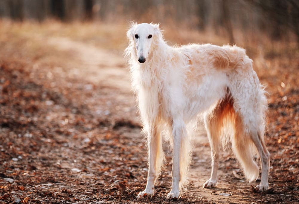The Majestic Borzoi: A Closer Look at Boulder's Beloved Russian Wolfhounds