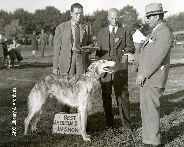The Majestic Borzoi: A Closer Look at Boulder's Beloved Russian Wolfhounds