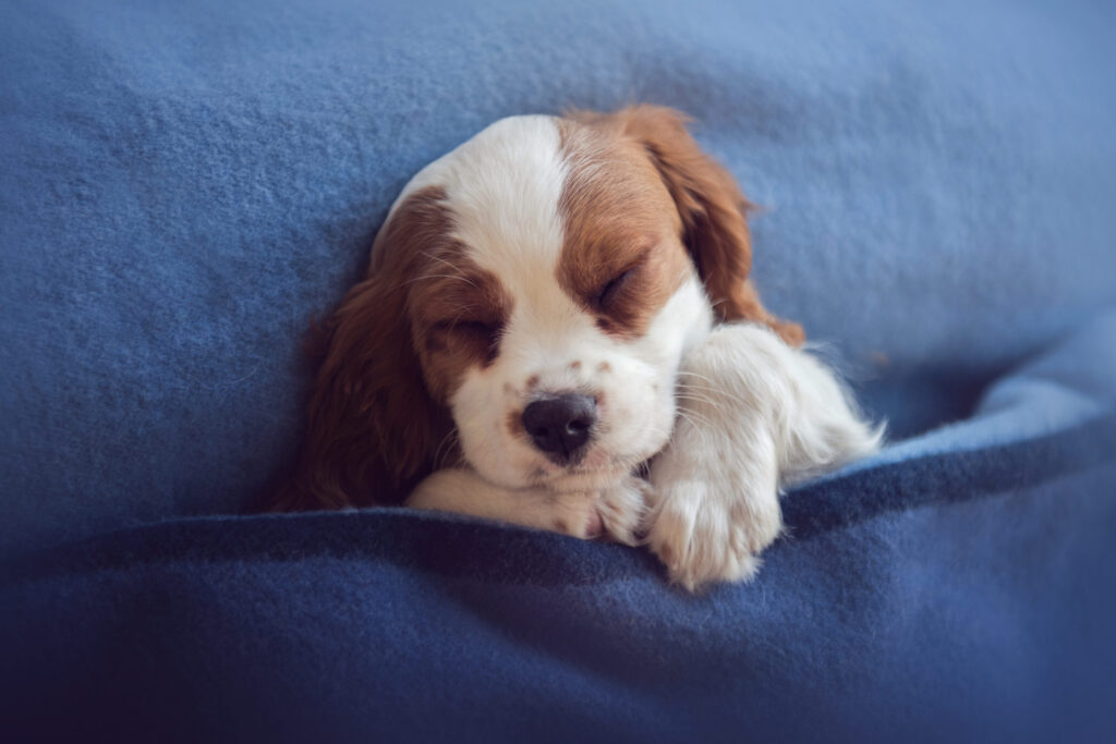 The Charming Cavalier Dogs of Boulder: A Look into Their Unique Traits and Local Impact