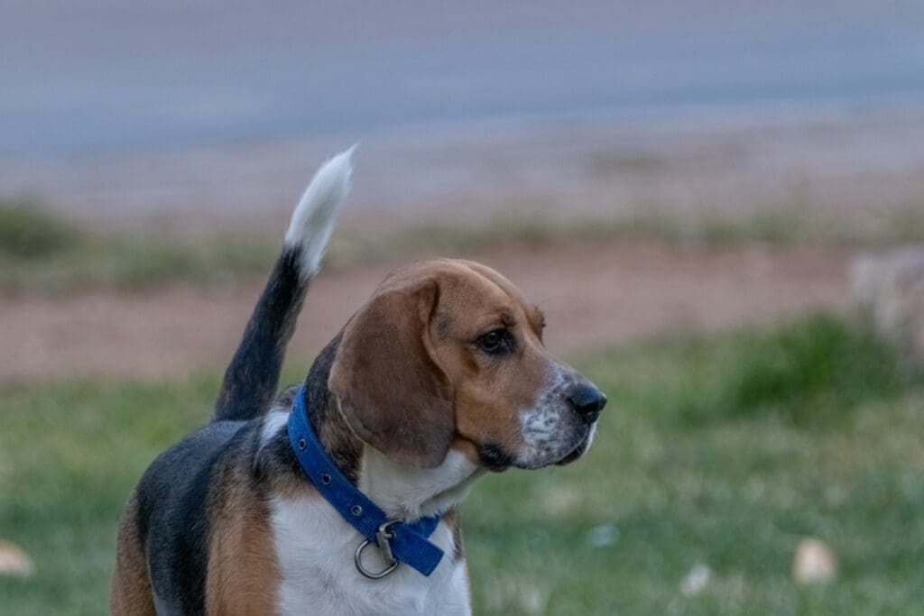 a brown and white dog standing on top of a lush green field