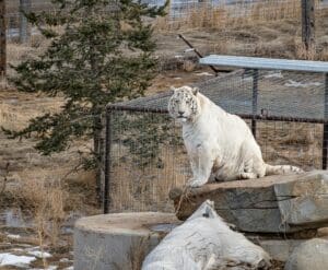 white tiger on gray rock during daytime