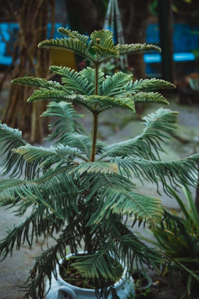 Care Tips for Norfolk Island Pine - AboutBoulder.com
