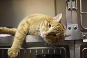 Exploring Different Types of Cat Insurance Coverage Options - AboutBoulder.com