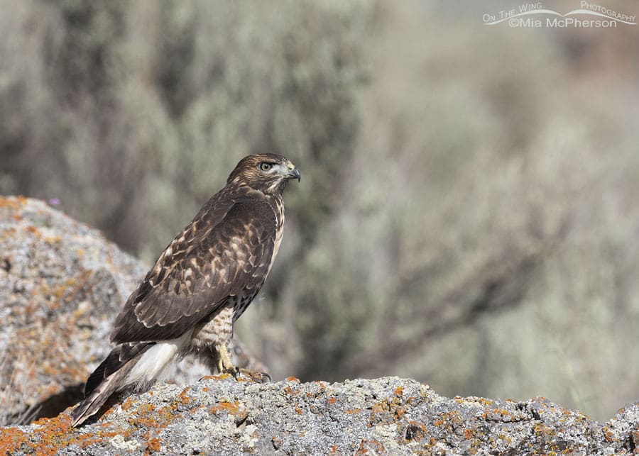 Young Red-tailed Hawk on a lichen encrusted boulder