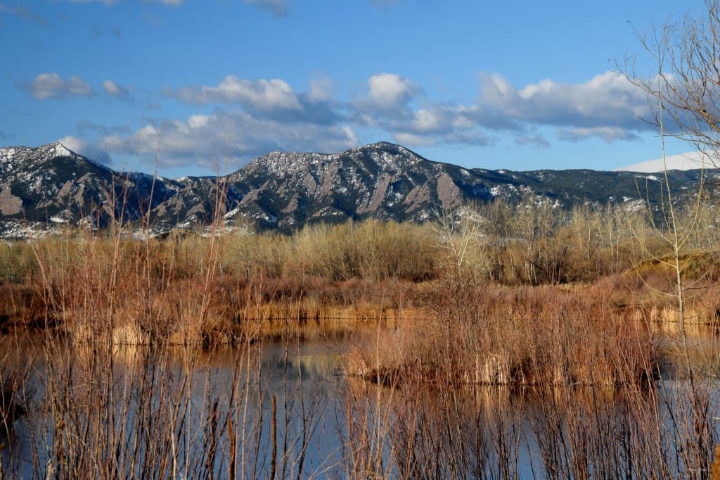 The Ecological Importance of Wetland Restoration at Sawhill Ponds Wildlife Preserve