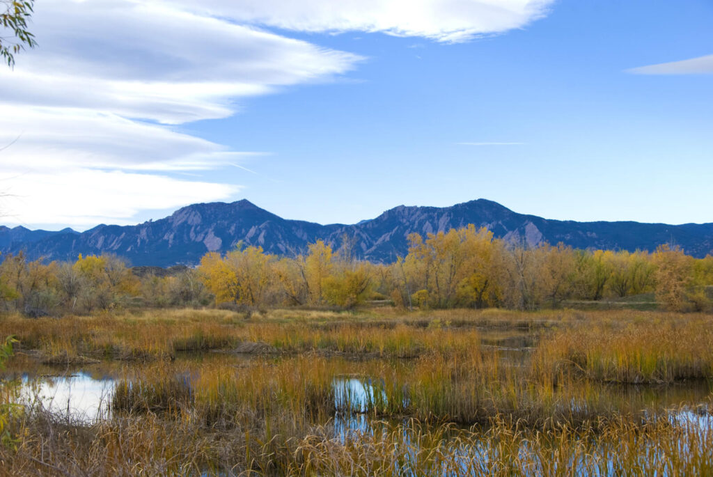 The Ecological Importance of Wetland Restoration at Sawhill Ponds Wildlife Preserve