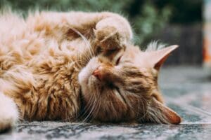 Budget-Friendly Cat Insurance: Tips for Cost-Effective Coverage - AboutBoulder