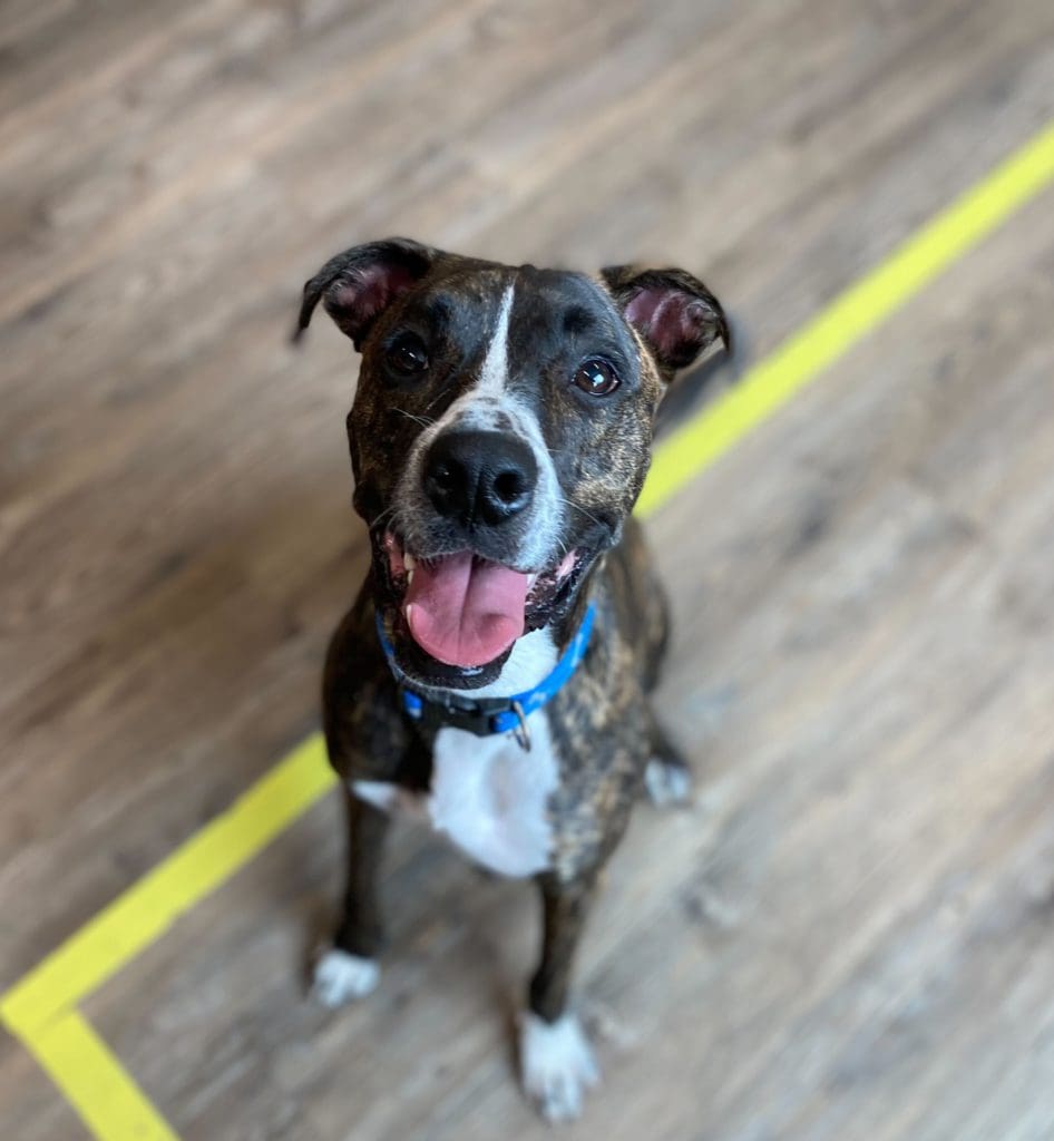 Finding Furry Friendship: The Decision to Get a Dog in Boulder, Colorado