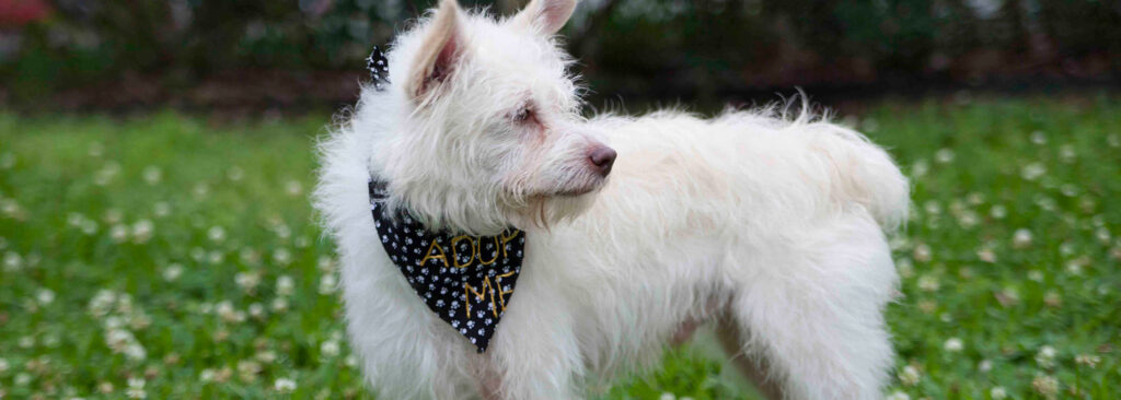 Finding Furry Friendship: The Decision to Get a Dog in Boulder, Colorado