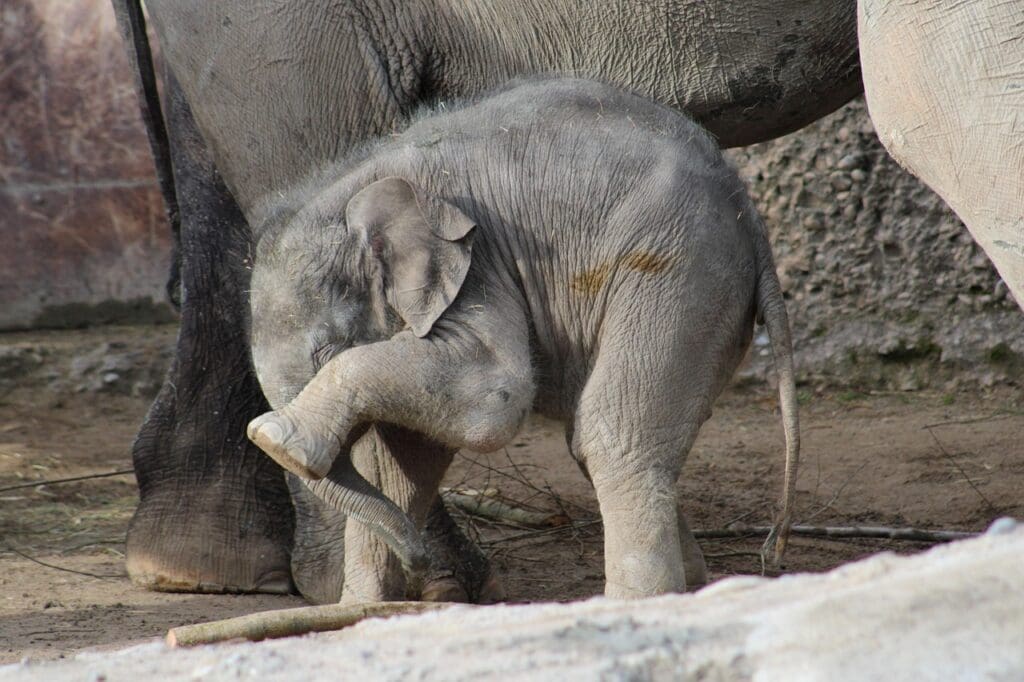calf, elephant, animal, baby elephant, young elephant, mammal, wildlife, gray, shy, embarrassed, hide, shame, trunk, large, small, zoo, ears, pachyderm, hairy, elephant house, child, nature, young, africa
