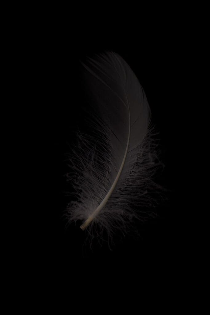 white feather on black background