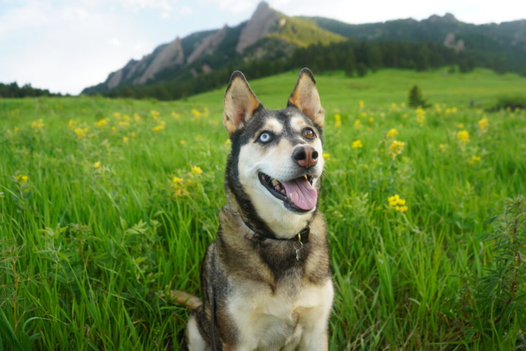 Paws and Peaks: Exploring the Best Dog-Friendly Hiking Trails in Boulder