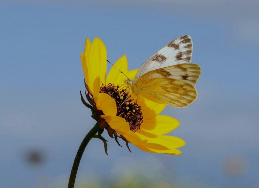 butterfly, nature, insect, wildlife, flower, bloom