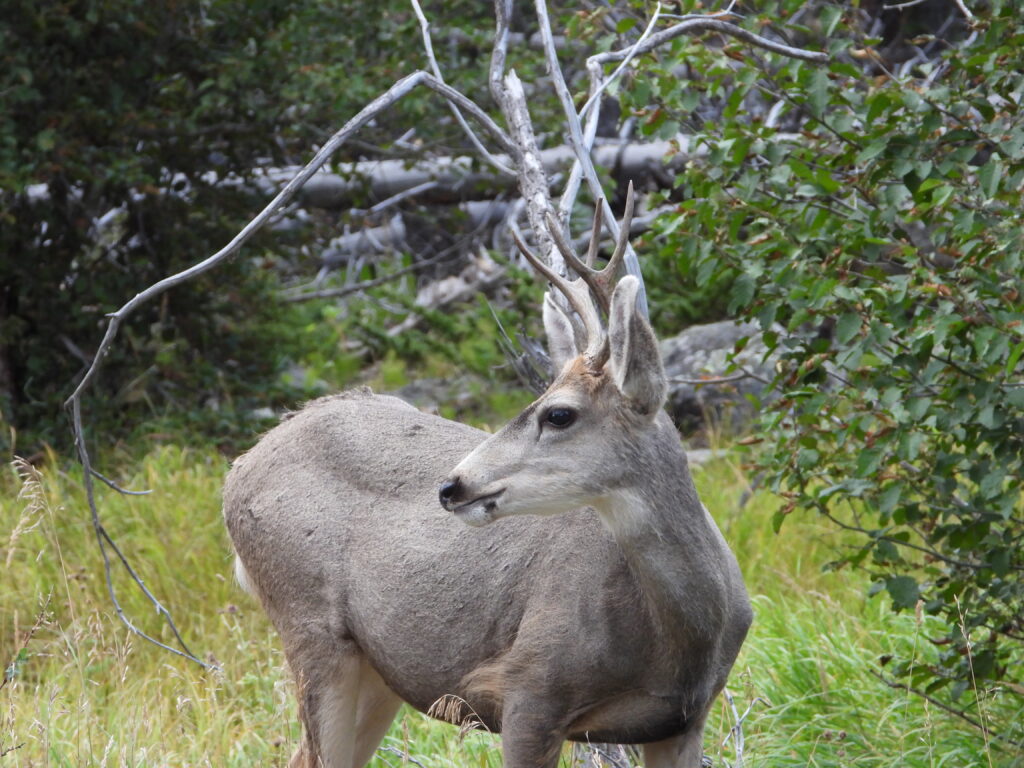 A deer showing off its natural beauty.
