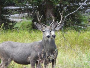 Pair of deer in Rocky Mt. National Park