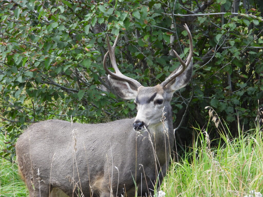 Deer showing off its antlers