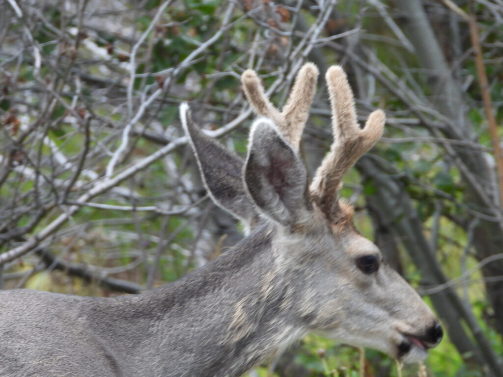 A deer "in velvet." 