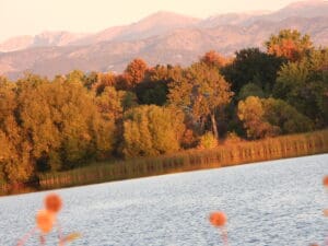 Leaves to gold at Waneka over the lake