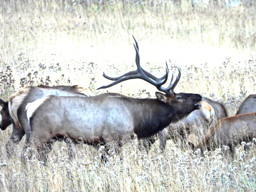 Elk bugling