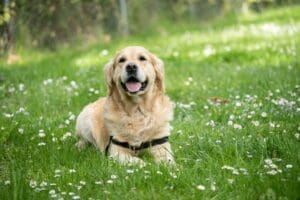 What Your Dog’s Behavior Says About Their Health: The Warning Signs You Might Be Missing - AboutBoulder.com