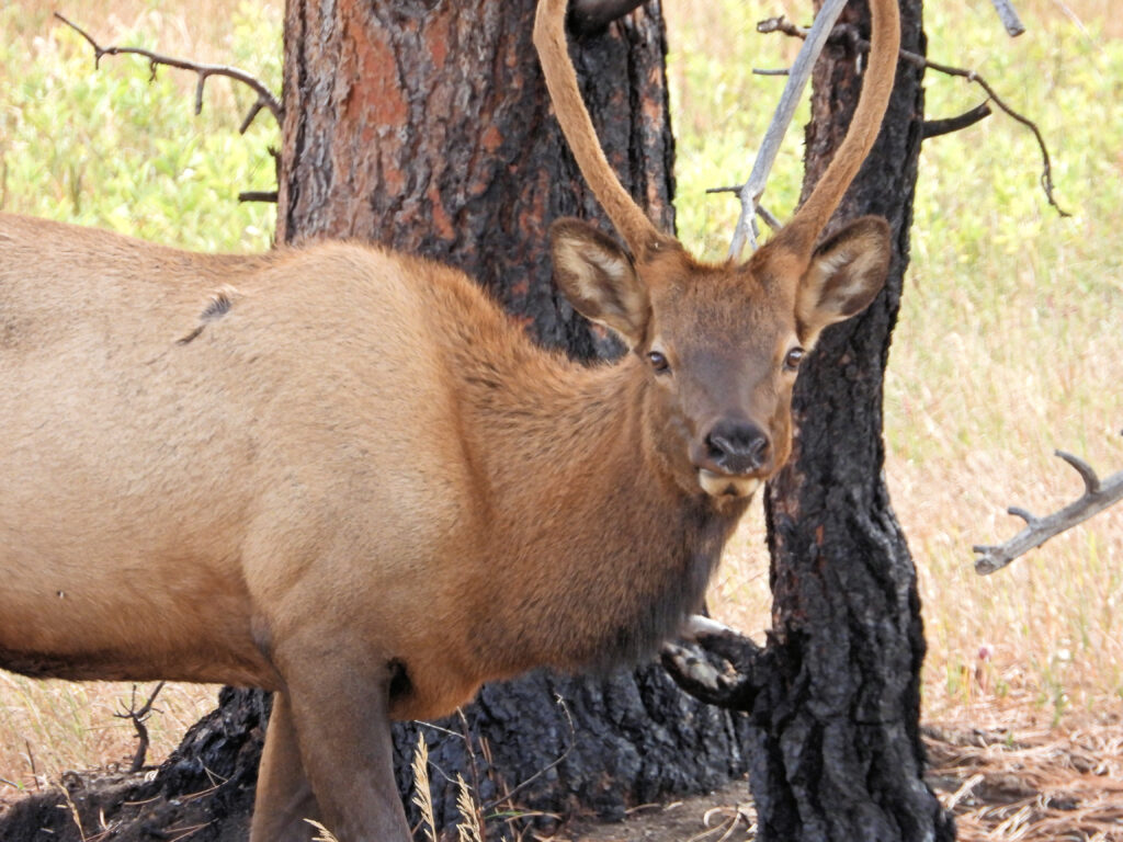 Young bull elk staring at Lensworth