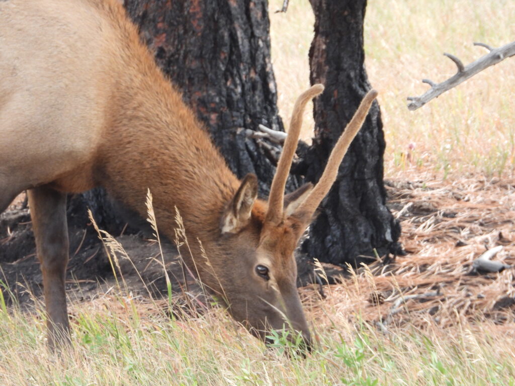 Young elk grazing